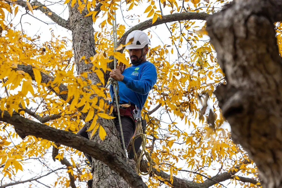 Skilled Tree Planting crew working in Marietta